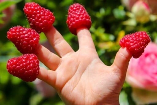 Hand, über deren Fingerspitzen große leuchtend pinke Himbeeren gestülpt sind. Im Hintergrund sieht man zwei rosafarbene Rosenknospen und viel Grün. 